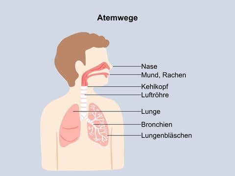 Atemwegsschleimhaut: Obere und untere Atemwege im Überblick - © Canva