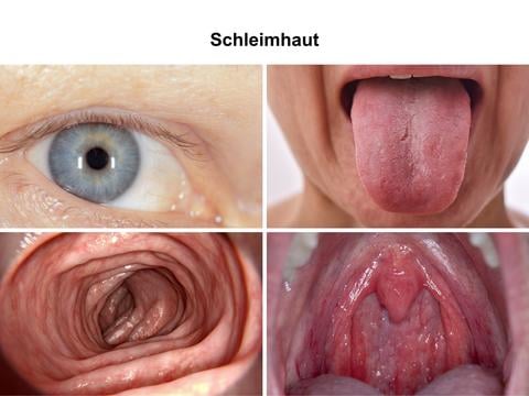 Schleimhaut: unsere Schutzbarriere, die hilft Krankheitserreger abzuwehren - © Canva, schankz/stock.adobe.com, Juan Gärtner/stock.adobe.com, ARTFULLY-79/stock.adobe.com, Elroi/stock.adobe.com_adaptiert