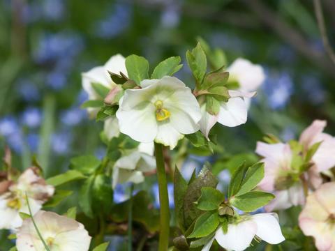 Schneerose im Garten - © Canva