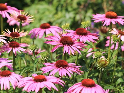 Sonnenhut, Echinacea – © Canva