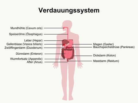 Das Verdauungssystem, beschriftete Organe - © Canva