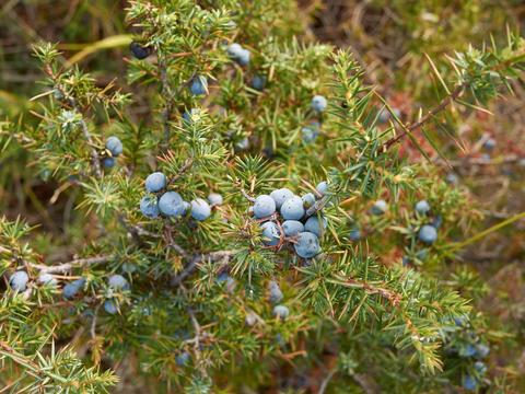 Wacholder im Garten - © Canva
