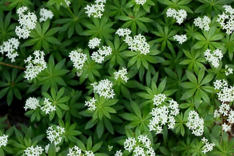 Waldmeister Arzneipflanzengarten - © Schwabe Austria