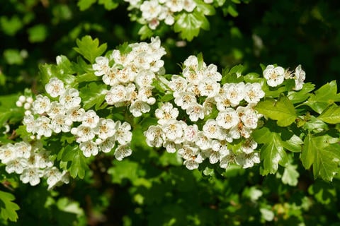 Weißdorn und seine stärkende Wirkung - © Karin Jähne/stock.adobe.com