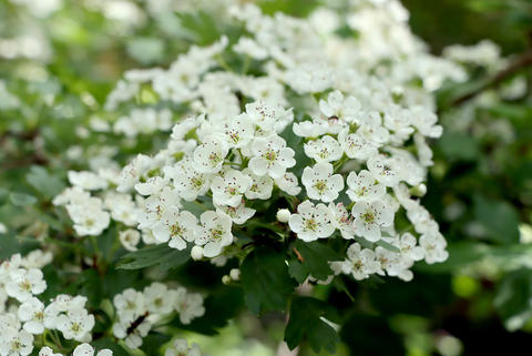 Weißdorn im Garten - © Schwabe Austria