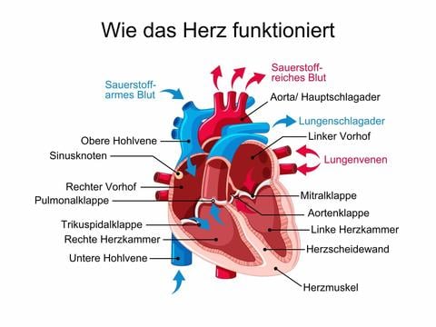So funktioniert das Herz - © Canva