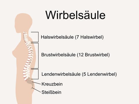 Abschnitte der Wirbelsäule – © Canva