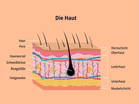Die Haut und die Hautschichten - © Canva