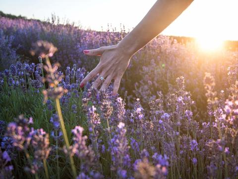 Lavendelöl Silexan® Erkenntnisse Studie - © Canva