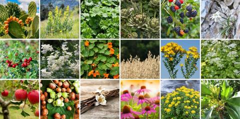 Phytoblog von Dr. Fritz Gamerith, Schwabe Austria - © Canva