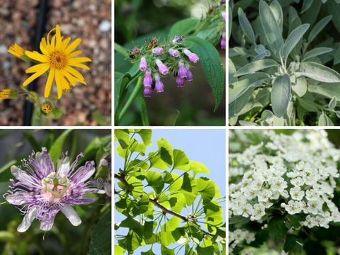 Arzneipflanzen - © Schwabe Austria