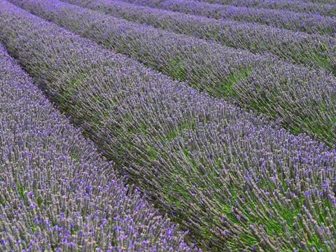 Lavendelfeld - © Canva