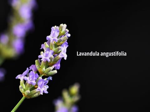 Silexan® aus dem Arzneilavendel - © Canva