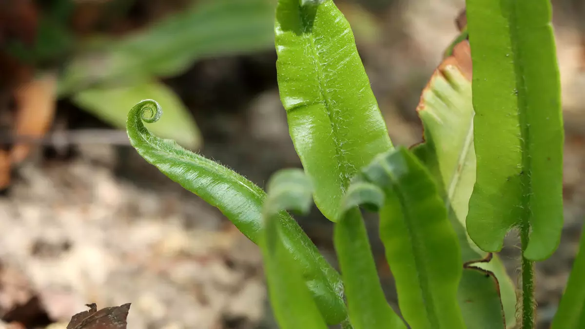 Hirschzungenfarn im Garten | Schwabe Austria