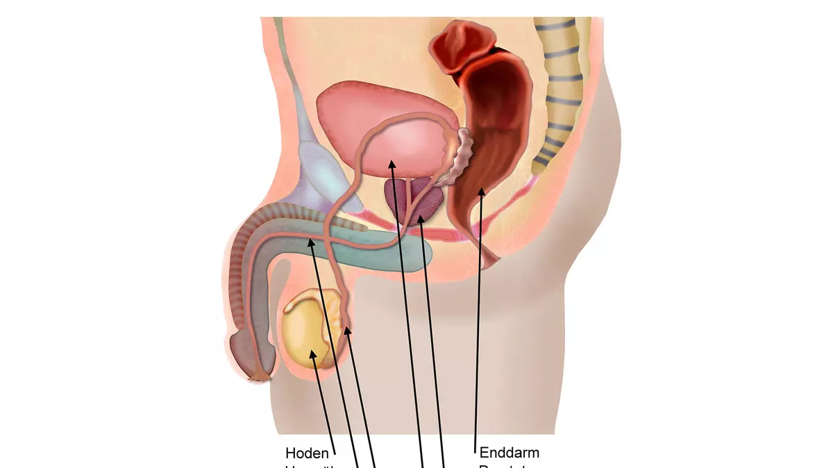 Wie die Prostata funktioniert | Schwabe Austria