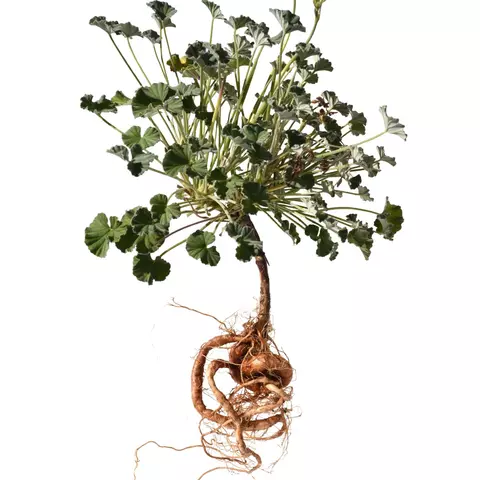 Kapland-Pelargonie Wurzel und ihre besondere Heilkraft - © Ruckszio/stock.adobe.com_adaptiert