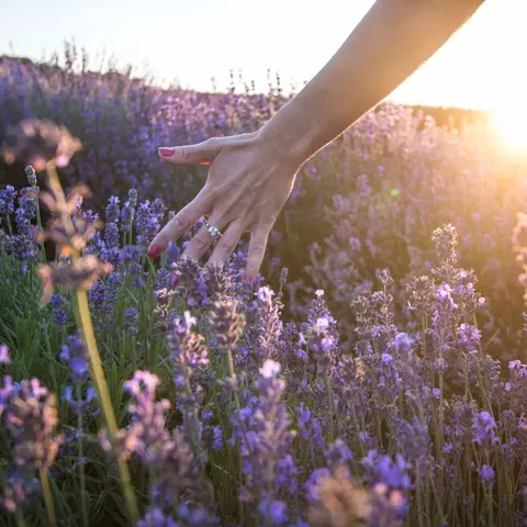Lavendelöl Silexan® Erkenntnisse Studie - © Canva