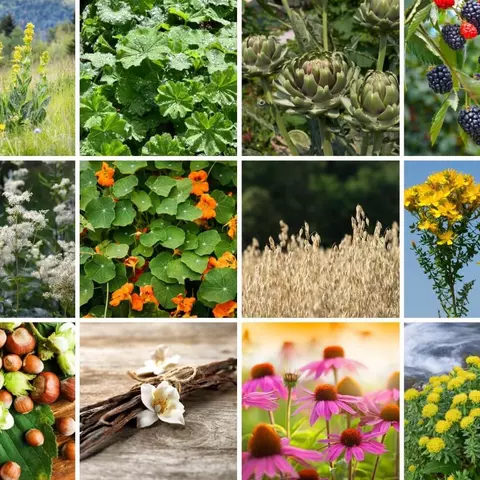 Phytoblog von Dr. Fritz Gamerith, Schwabe Austria - © Canva