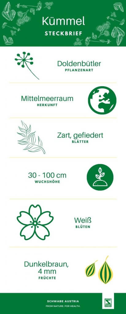 Kümmel Sodbrennen Phytotherapie – © Canva