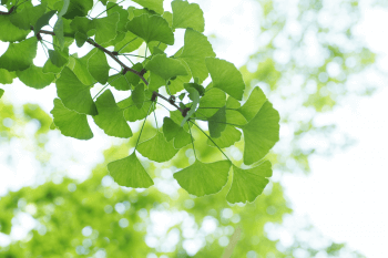 Ginkgoblätter Baum Pflanze Ast – © AdobeStock/ 65922482
