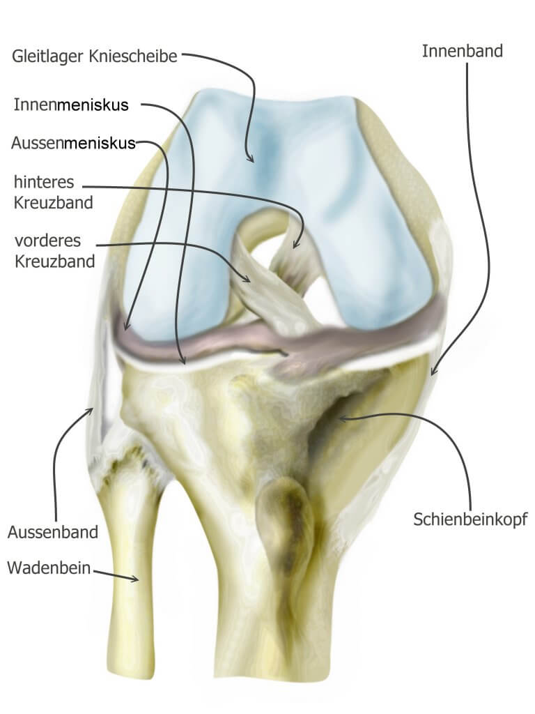 Schmerzen im Knie - © AdobeStock/28280975