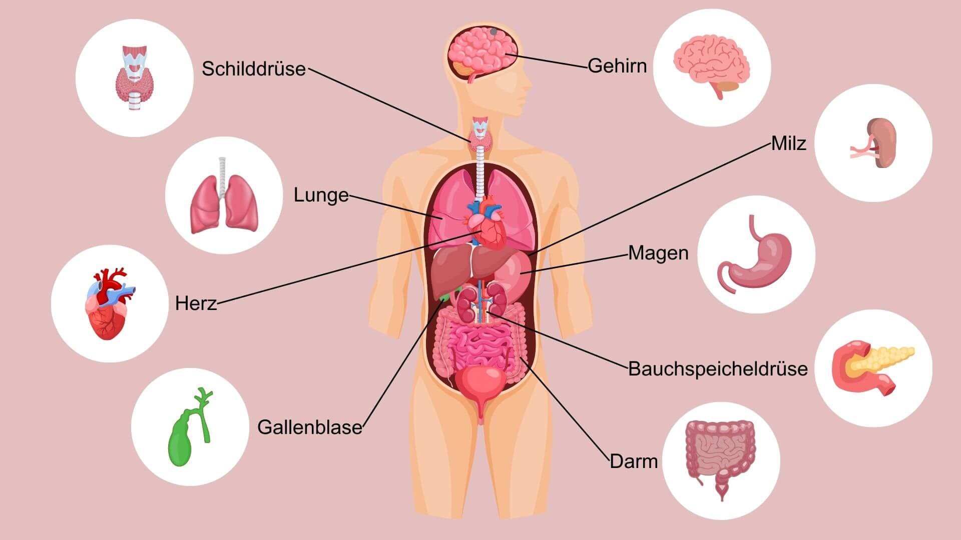 Was Ist Das Größte Organ Des Menschen www.schwabe.at