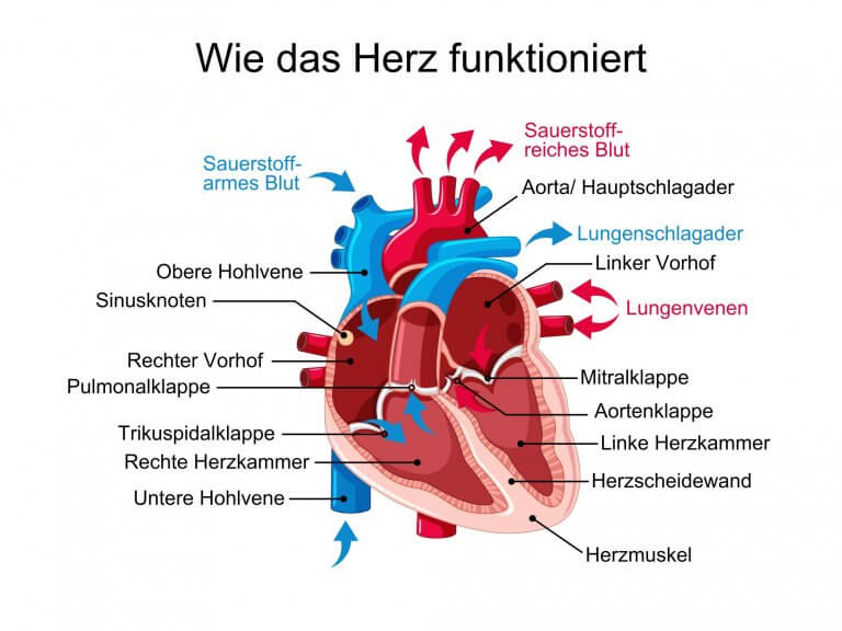 Ab Wann Hört Man Die Herztöne Vom Baby Beim Frauenarzt Wie funktioniert das Herz? | Schwabe Austria