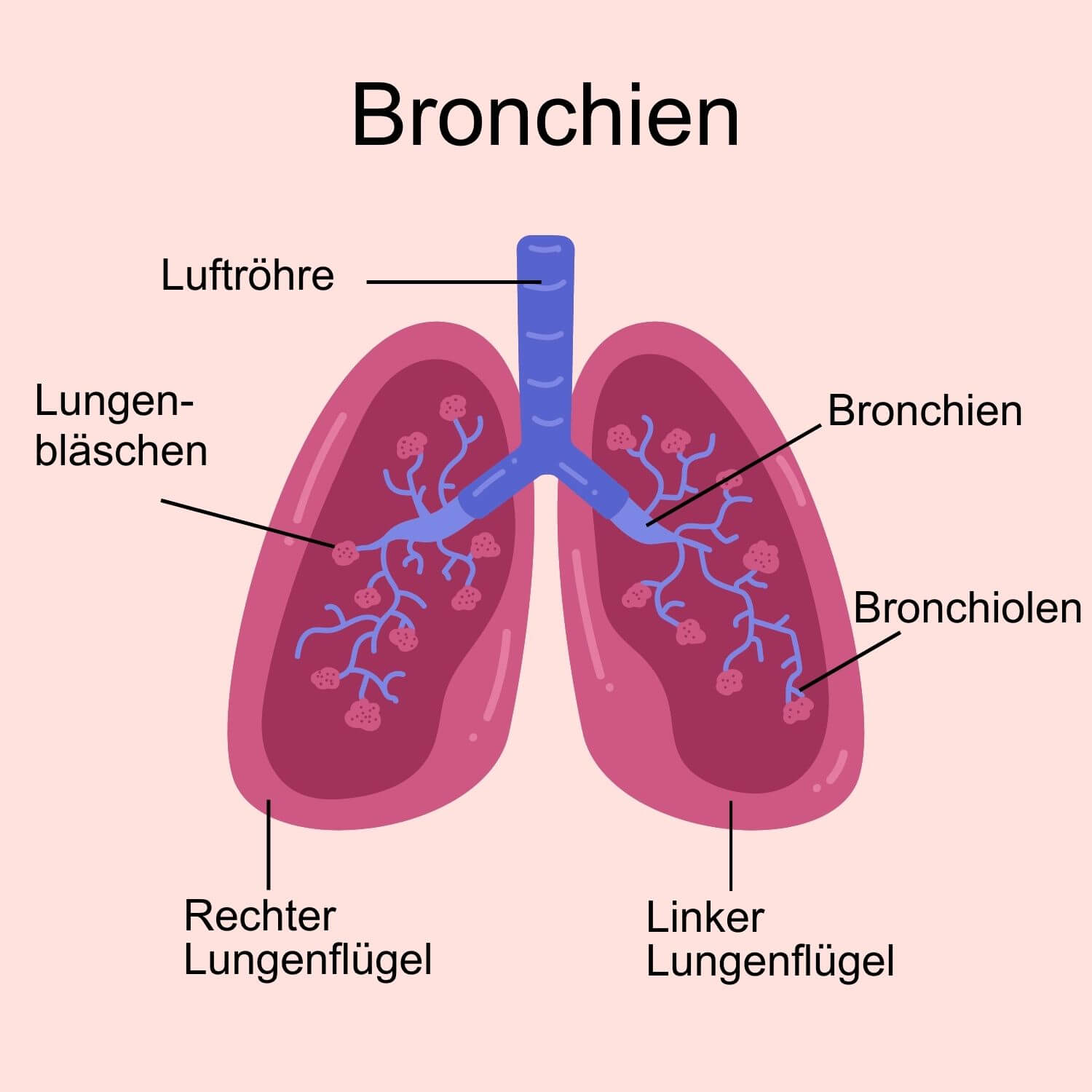 Bronchien: Aufgabe &amp; Krankheiten | Schwabe Austria