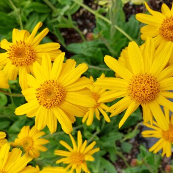 Arnika im Garten