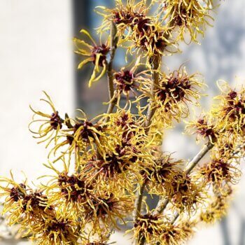 Hamamelis im Garten - © Schwabe Austria