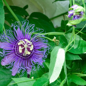 Passionsblume im Garten