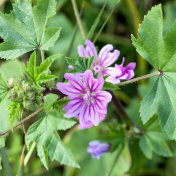 Malve Phytoblog - © Canva