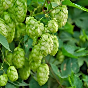 Hopfen Phytoblog - © Canva