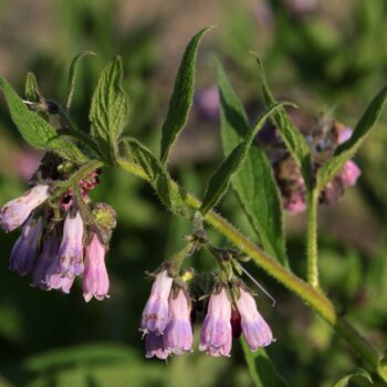 Beinwell Phytoblog - © Canva