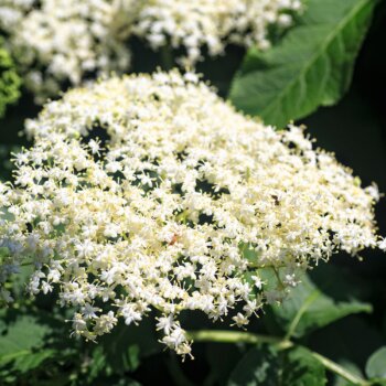 Holunder im Garten - © Canva