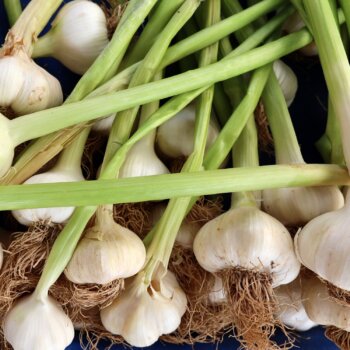 Knoblauch Phytoblog - © Canva