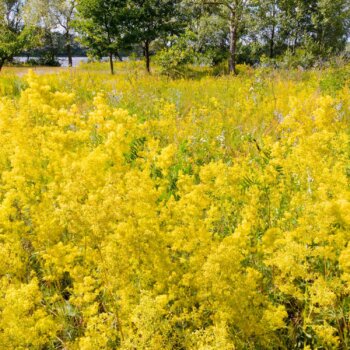 Echtes Labkraut, Phytoblog - © Canva