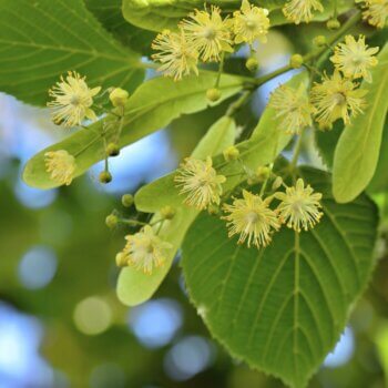 Linde Phytoblog - © Canva